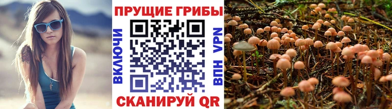 Купить  Карасук  Псилоцибиновые грибы Cubensis 